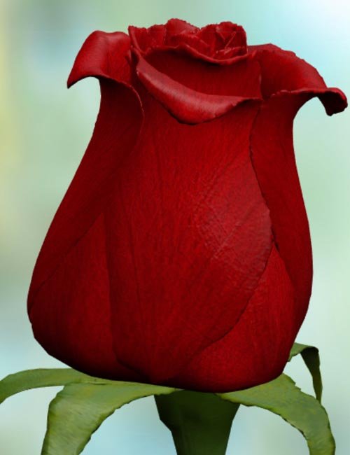 Red Rose