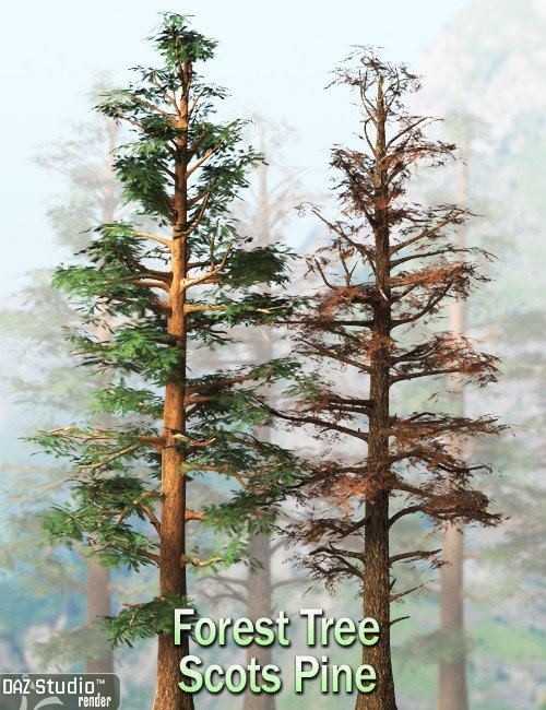 Forest Tree - Scots Pine
