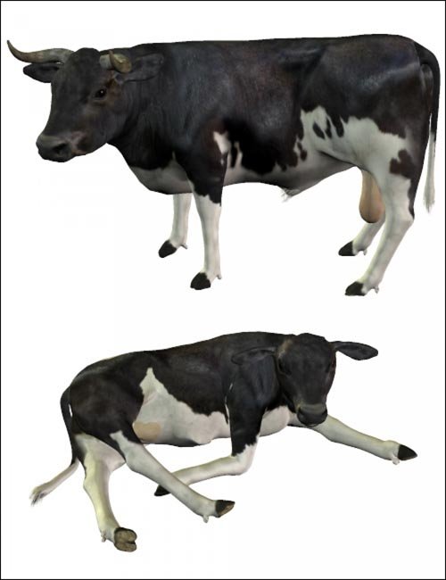 Noggin's Bull and Calf