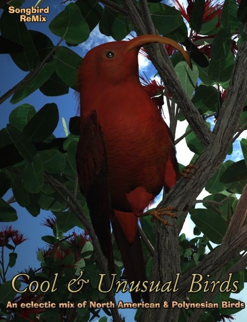 Songbird ReMix: Cool and Unusual Birds 1