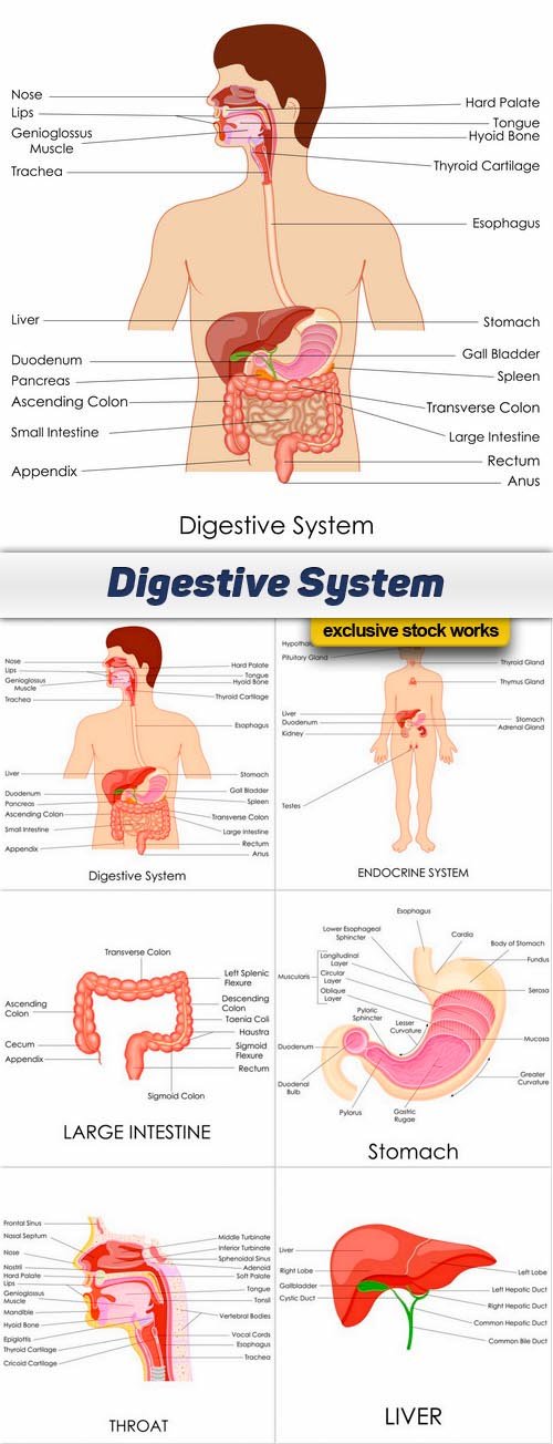 Digestive System - 6 EPS