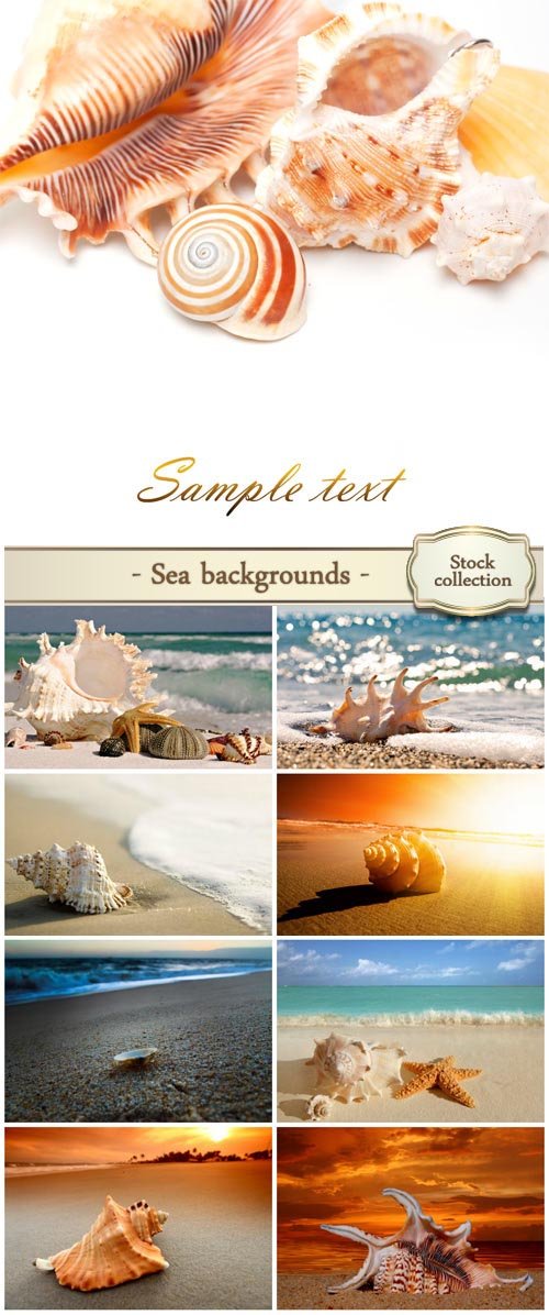 Sea backgrounds, seashells in the sand - Stock Photo