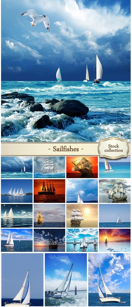 Sailfishes, marine backgrounds - stock photos