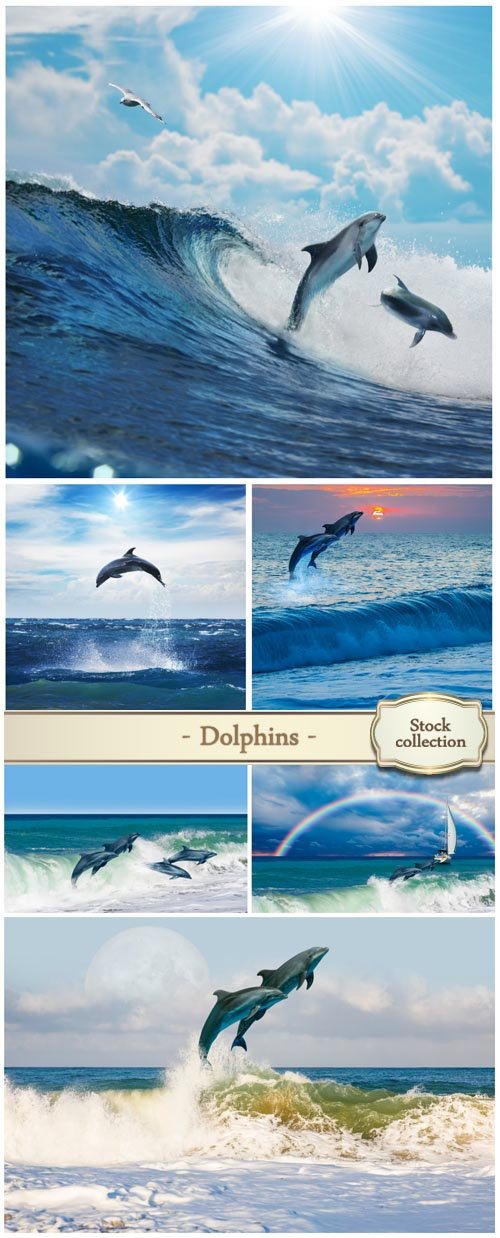 Dolphins, sea - stock photos