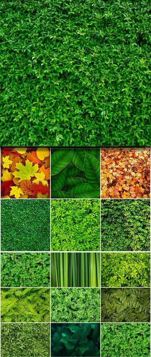 Backgrounds of green and yellow leaves and leaf - 25 HQ Jpg