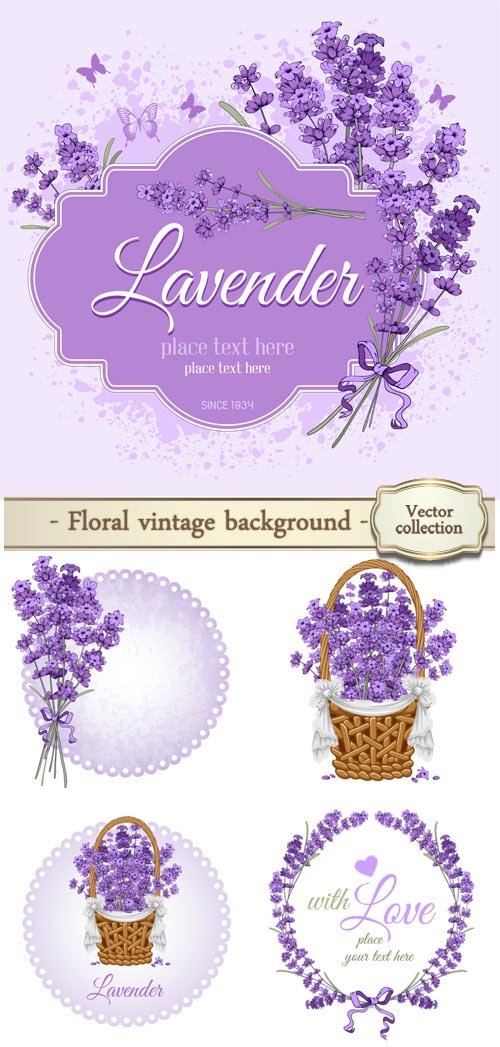 Floral vintage background with lavender, vector