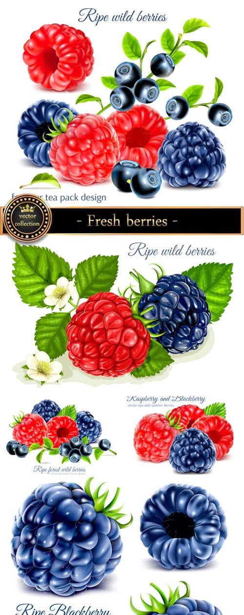Fresh berries in a vector, blueberries, raspberries, currants