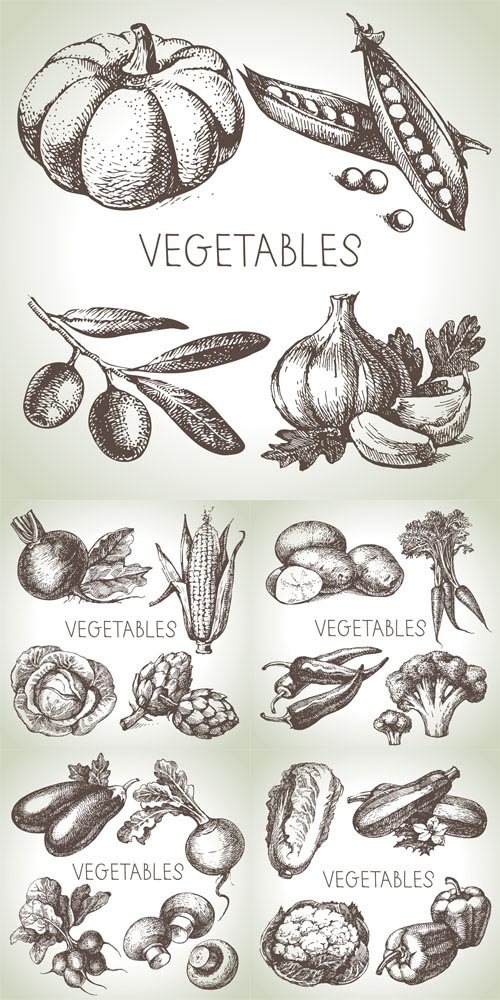 Vector Set - Vintage Vegetables