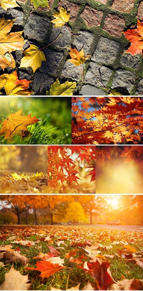 Stock Images Autumn leaves