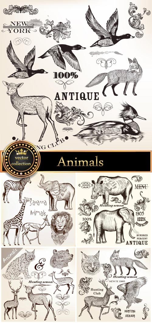 Animals vector, elephant, rhino, giraffe, lion