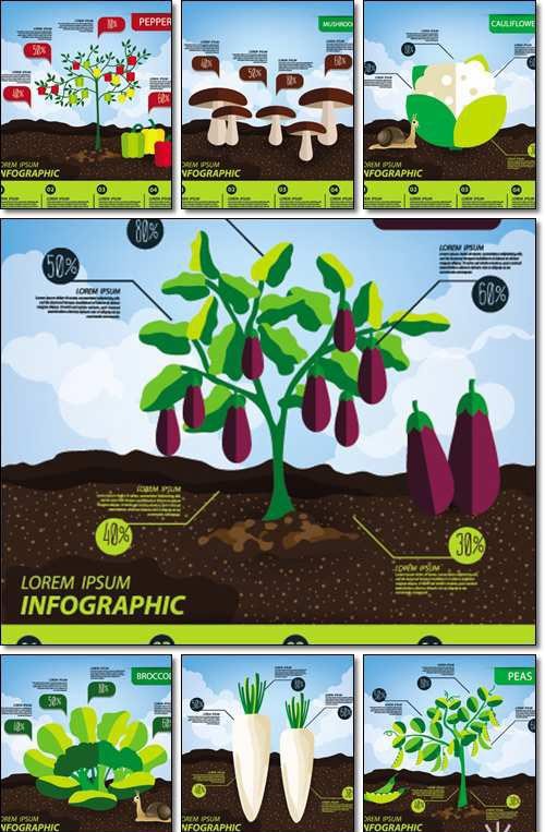 Vegetables infographics, illustration - Vector