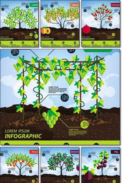 Fruits, infographics, illustration - Vector