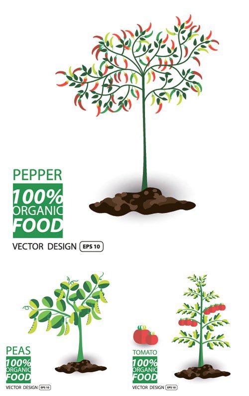 Stock Vectors - Vegetables vector illustration