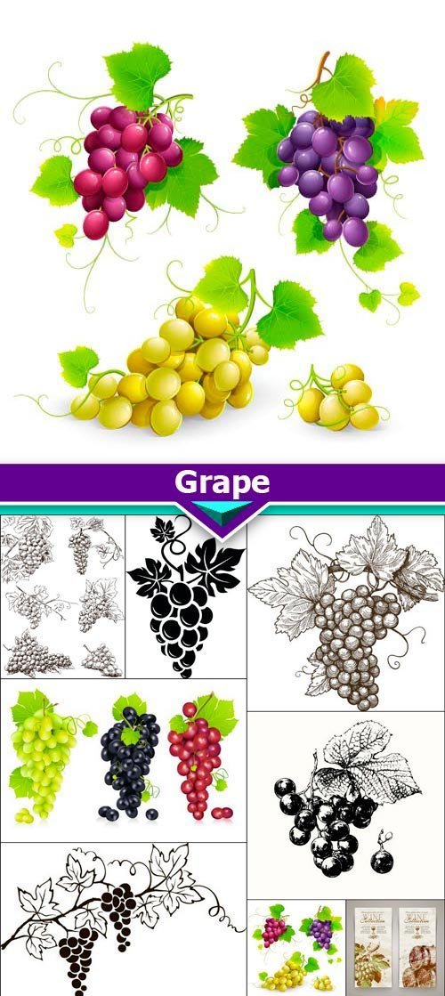Grape 16X EPS