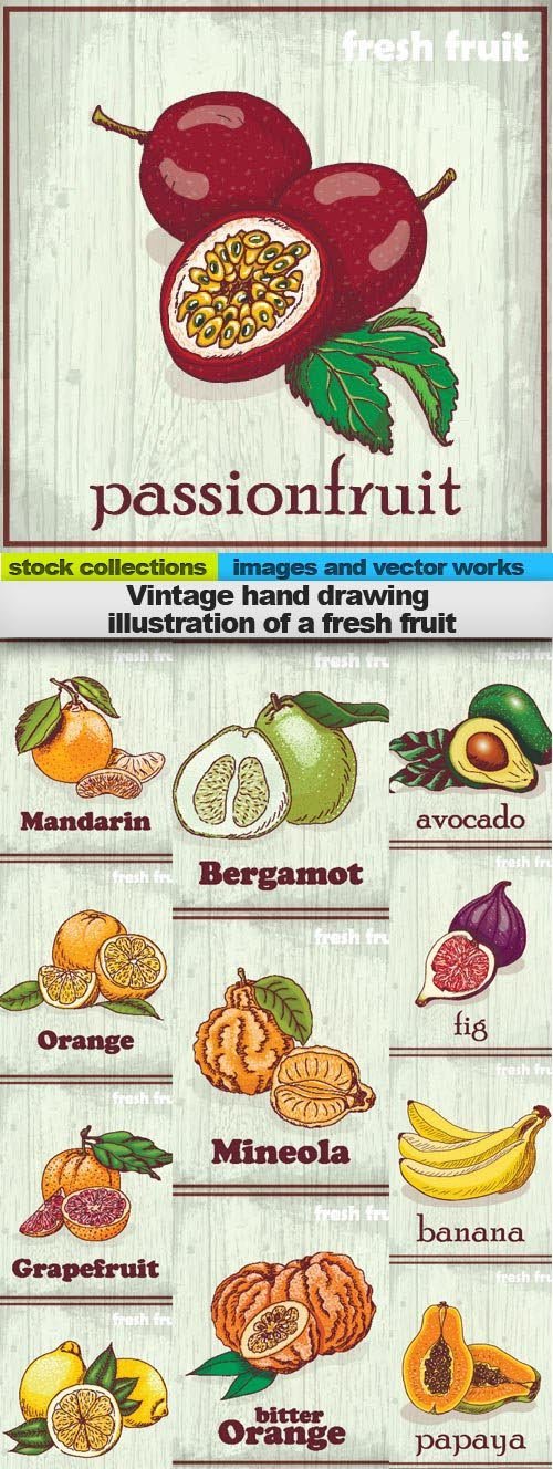 Vintage hand drawing illustration of a fresh fruit, 19 x EPS