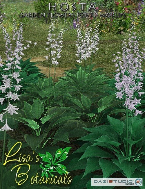Lisa's Botanicals - Hosta