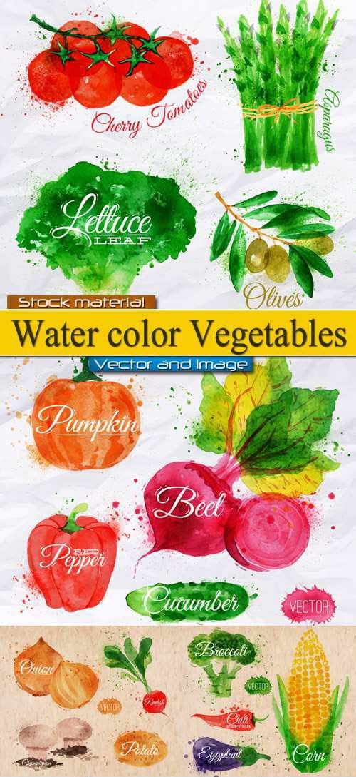 Watercolor Vegetables - peppers, cabbage, onions and beets in Vector