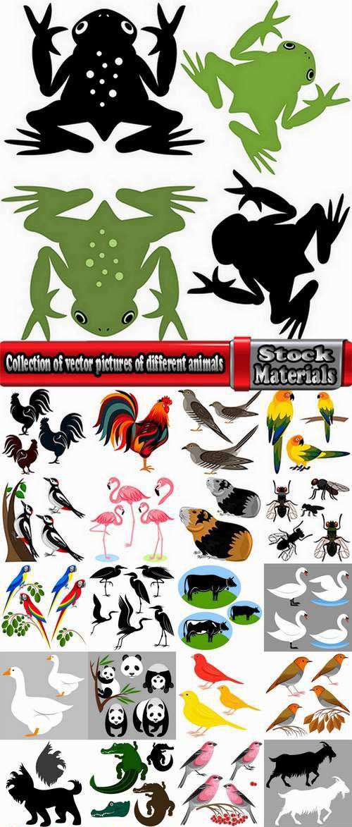 Collection of vector pictures of different animals bird flamingo elephant frog crocodile