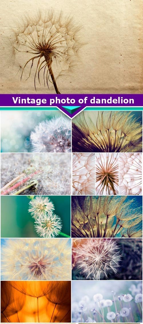 Vintage-photo-of-dandelion 12X JPEG