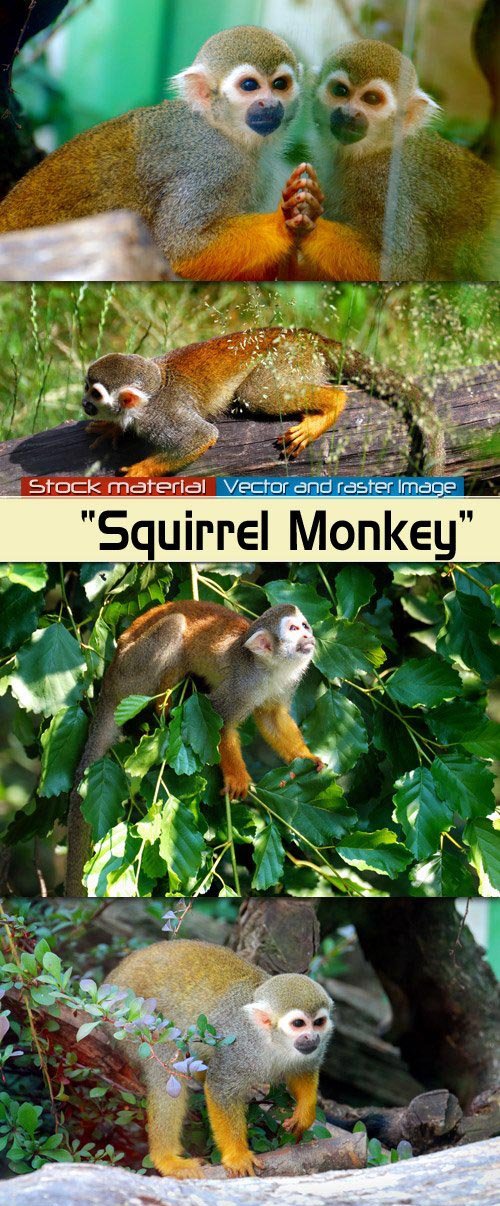 Monkey Squirrel