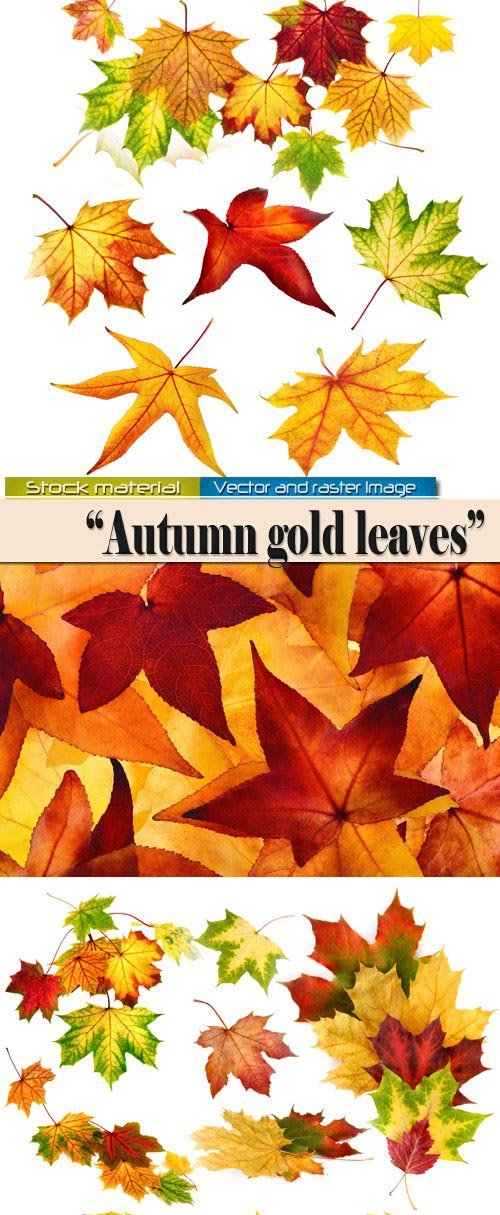 Autumn gold leaves