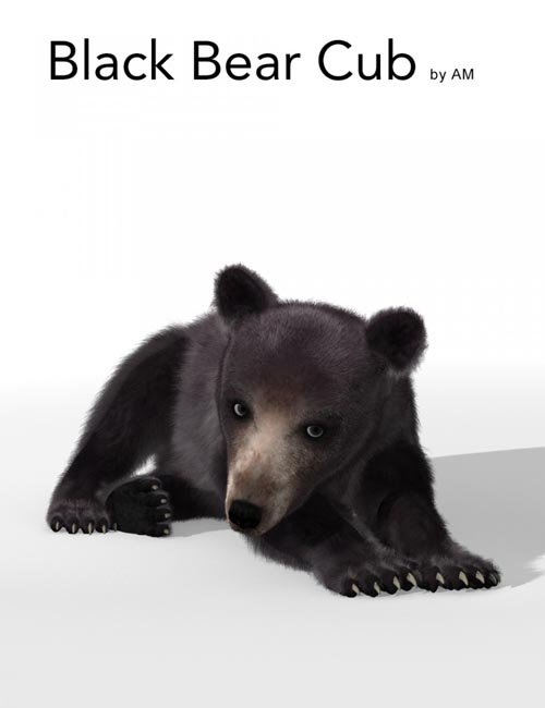 Black Bear Cub by AM