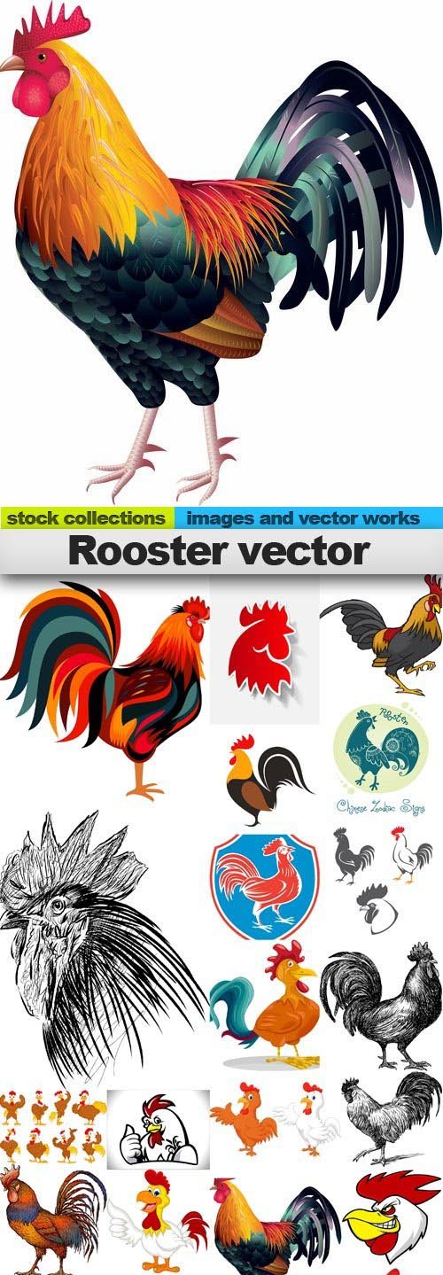 Rooster vector,25 x EPS