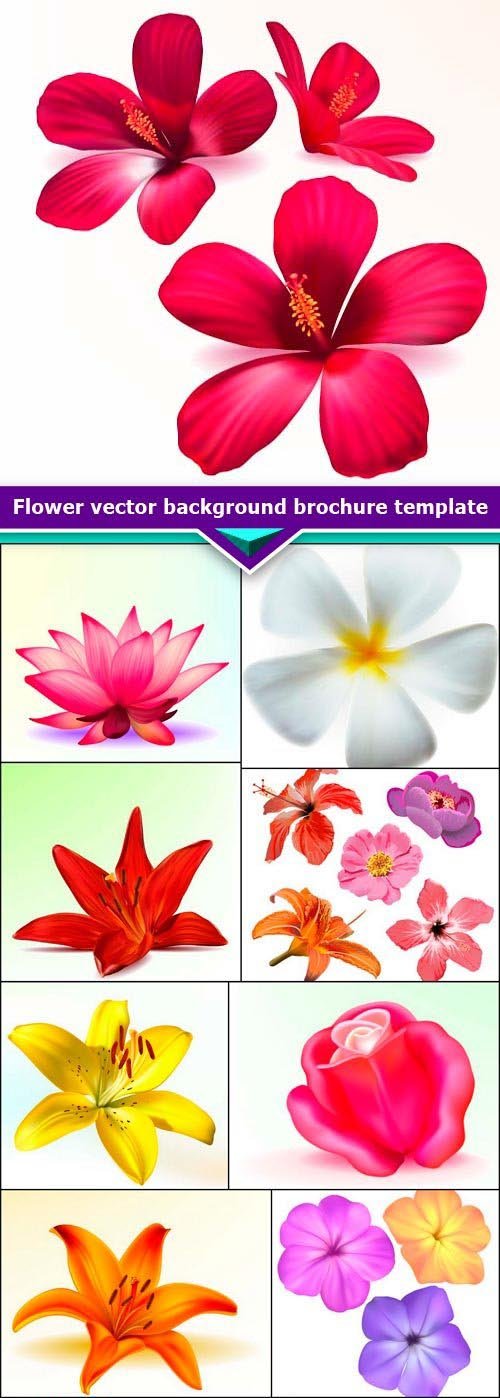 Flower vector background brochure template 11X EPS