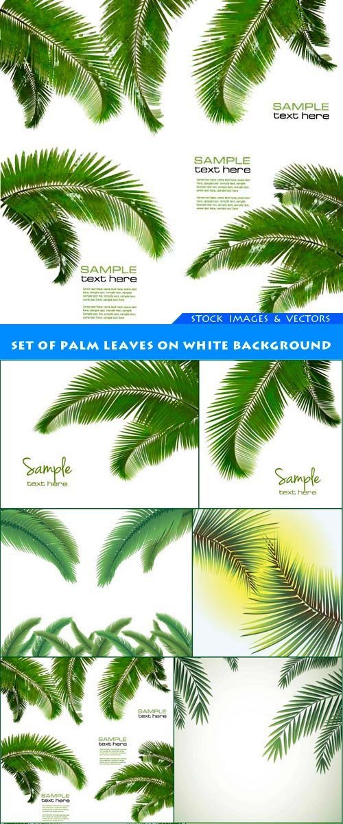 Set of palm leaves on white background 8X EPS