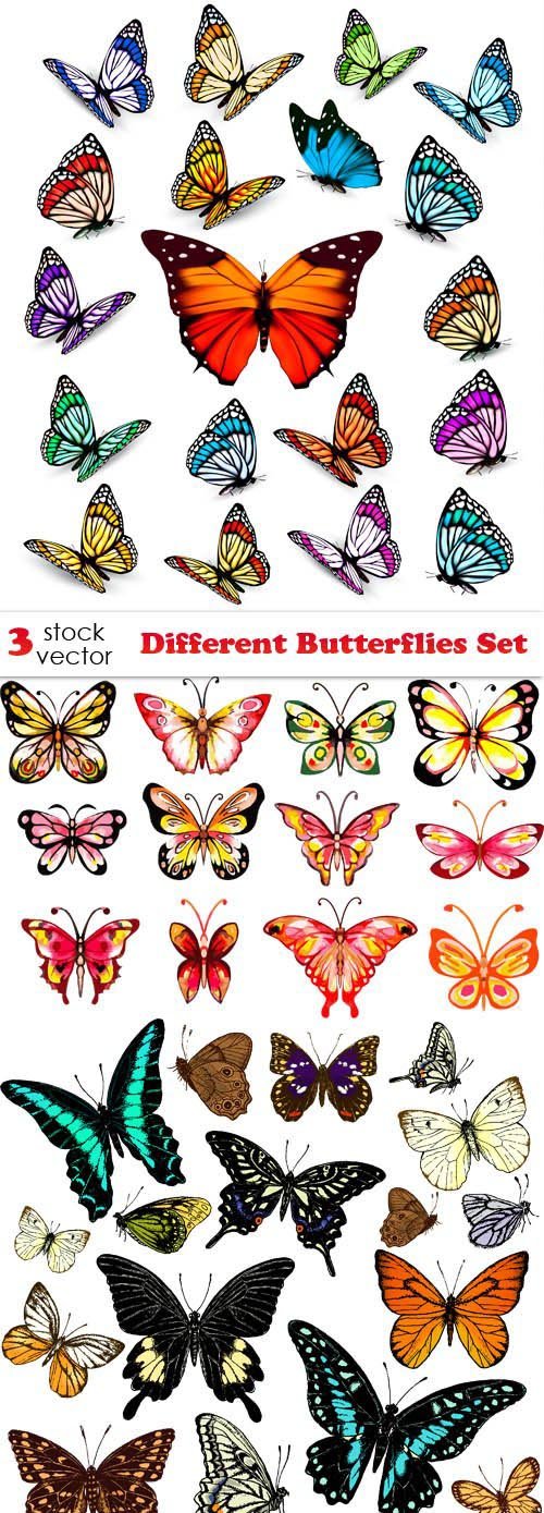 Vectors - Different Butterflies Set