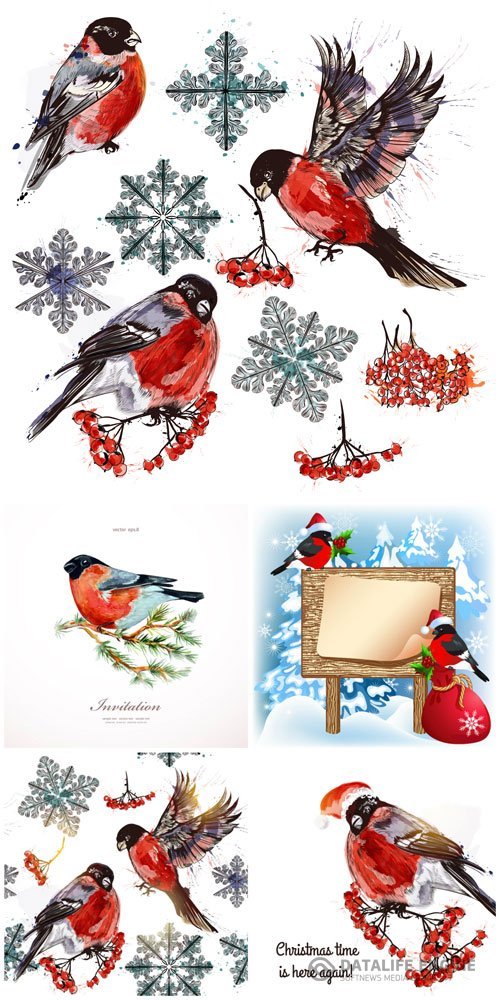Christmas greeting card with bullfinch and rowan