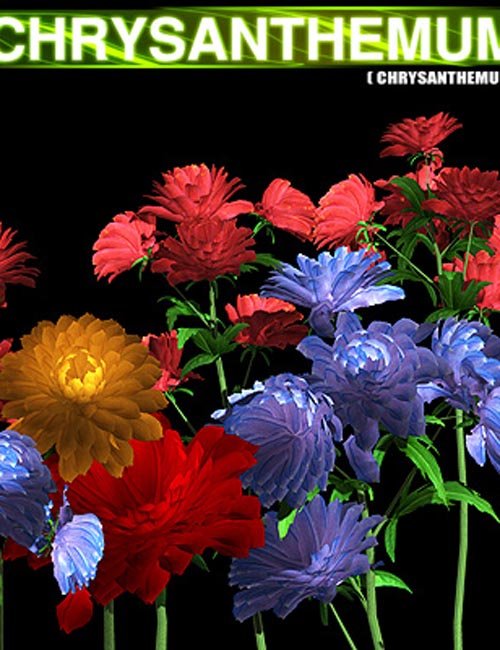 The Nursery - Chrysanthemum