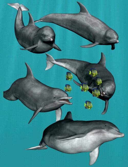Dolphin Poses
