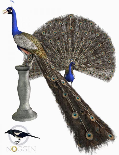 Peacock 1068
