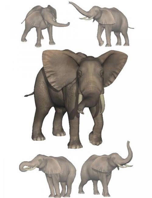 Elephant Poses