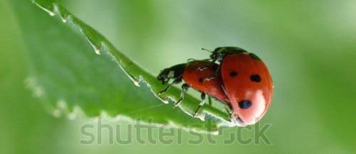 Footage SS - Close up shot of Coccinellidae ladybug unrestrained mating