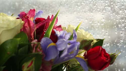 Beautiful bouquet roses, iris and alstroemeria rotates