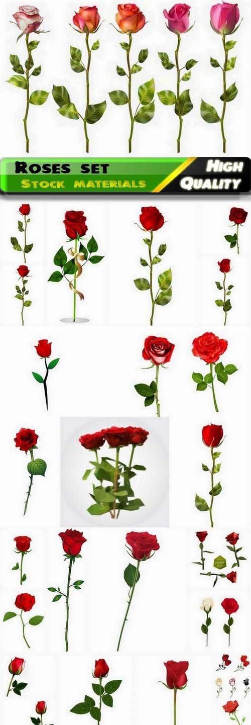 Realistic red roses illustrations
