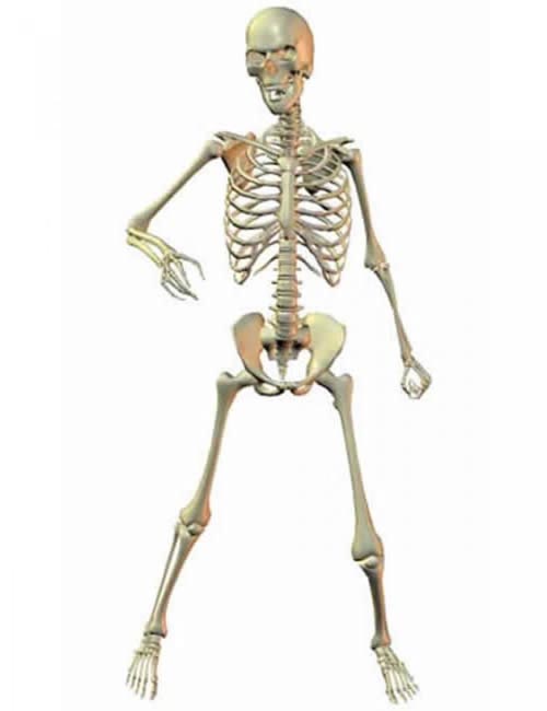 Skeleton