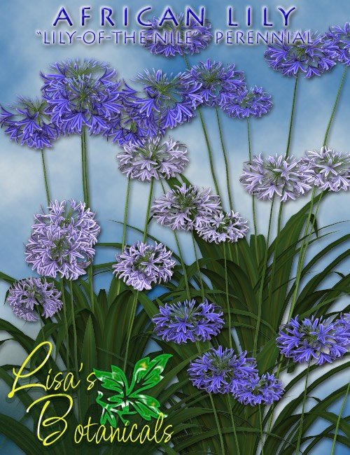 African Lily