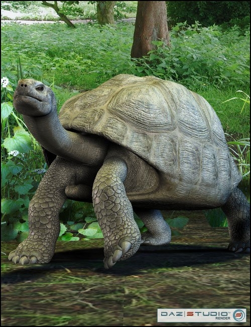 Galapagos Tortoise