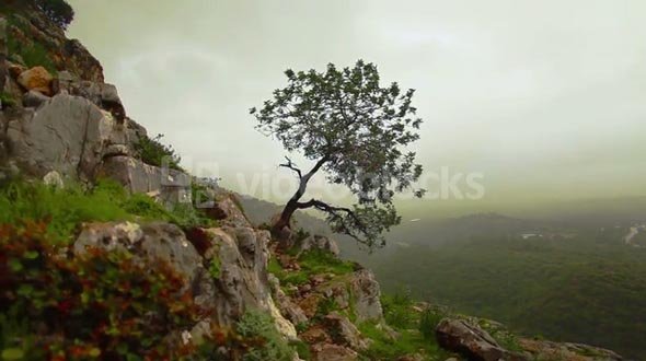 Lone Tree Growing Out of Mountainside