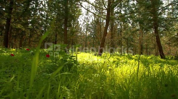Grassy Field with Flowers and Trees 4