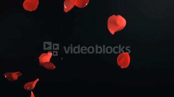 Slow Motion Falling Red Rose Petals