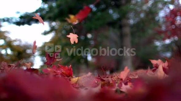 Slow Mo Autumn Leaves Floating to the Ground
