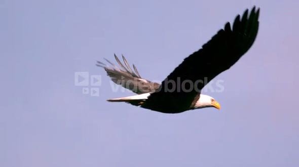 Slow Motion Soaring Bald Eagle Closeup
