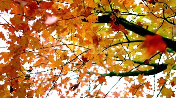 Slow Motion Fall Leaves Fluttering by Tree