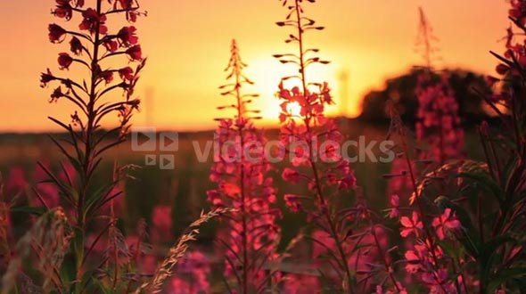 Sunset Through Some Flowers 2