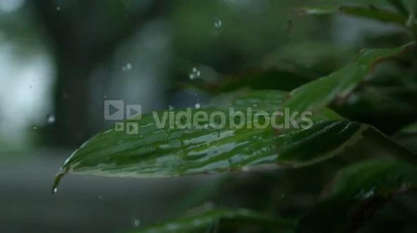 Slow Motion Rain on Plant
