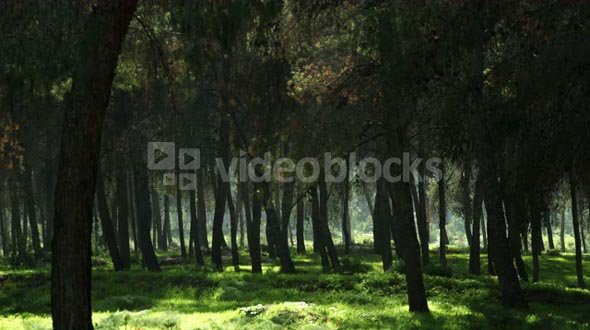 Sunlight Illuminates Grass In Forest